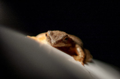 深入了解果敢娱乐产业的发展与未来趋势