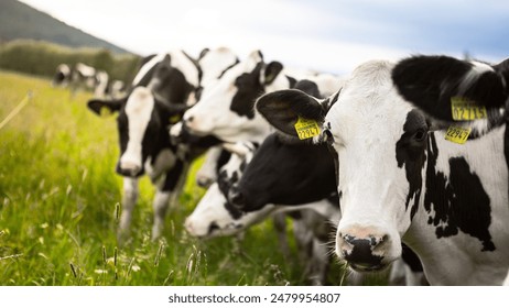 深入了解欧博官网入口网址的功能与优势，提升用户体验