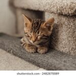 i直播吧:畅享高清赛事直播的终极平台 f2zj7